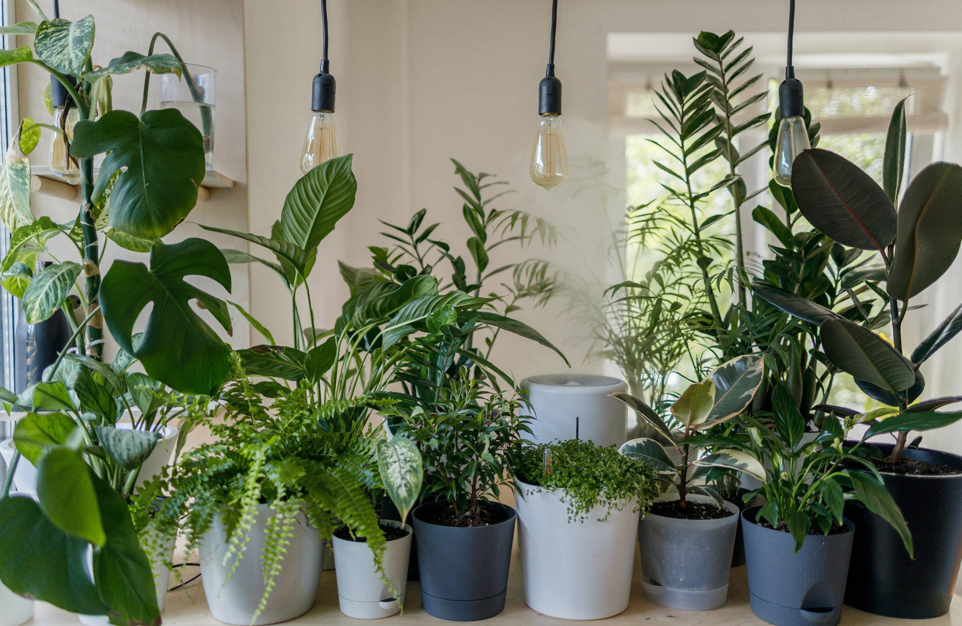 Trucos sencillos para decorar con plantas